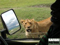 Lejon utanför safarijeepen. (Ngorongorokratern, Tanzania)