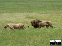 Lejonpar. (Ngorongorokratern, Tanzania)
