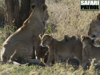 Lejonflock. (Seronera i centrala Serengeti National Park, Tanzania)