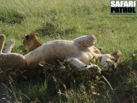 Lejon kopplar av. (Serengeti National Park, Tanzania)