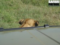Lejon framför motorhuven. (Serengeti National Park, Tanzania)