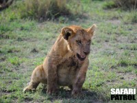 En lejonunge är smutsig efter middagen. (Serengeti National Park, Tanzania)