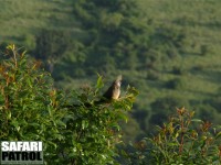 Vitkindad musfågel. (Ngorongorokraterns kant, Tanzania)