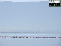 Flamingor. (Lake Magadi i Ngorongorokratern, Tanzania)