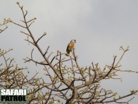 Rödbukad papegoja. (Tarangire National Park, Tanzania)