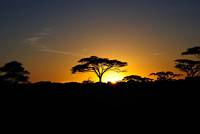 Soluppgång i bushen. (Serengeti National Park, Tanzania)