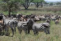 Zebror och gnuer. (Serengeti National Park, Tanzania)