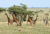 Skrämda giraffer. (Serengeti National Park, Tanzania)