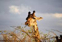 Ätande giraff. (Tarangire National Park, Tanzania)