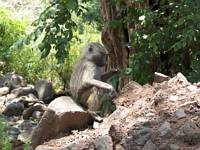 Babian. (Lake Manyara National Park, Tanzania)