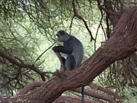 Bl markatta. (Lake Manyara National Park, Tanzania)