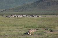 Guldschakal. (Ngorongorokratern, Tanzania)