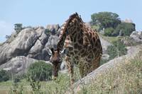 Giraff med oxhackare p nacken. (Serengeti National Park, Tanzania)