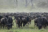 Gnuhjord. (Serengeti National Park, Tanzania)