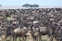 Gnuhjord. (Serengeti National Park, Tanzania)