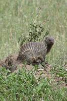 Zebramangust. (Serengeti National Park, Tanzania)