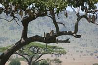 Leopard i korvtrd. (Seronera i centrala Serengeti National Park, Tanzania)