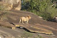 Lejon p kopje (granit). (Sdra Serengeti National Park, Tanzania)