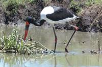 Sadelnbbstork. (Serengeti National Park, Tanzania)