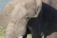 Elefant. (Serengeti National Park, Tanzania)