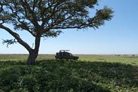 Resedeltagare i safarifordon. (Sdra Serengeti National Park, Tanzania)