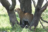 Leopard. (Sdra Serengeti National Park, Tanzania)