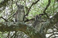 Mjlkuvar. (Tarangire National Park, Tanzania)