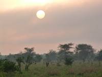 Morgon i bushen. (Tarangire National Park, Tanzania)