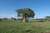 Baobabträd (som också kallas apbrödsträd). (Tarangire National Park, Tanzania)