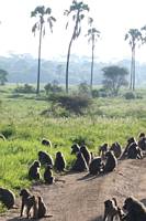 Babianer. (Tarangire National Park, Tanzania)