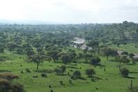 Tarangire i grn skrud. (Tarangire National Park, Tanzania)