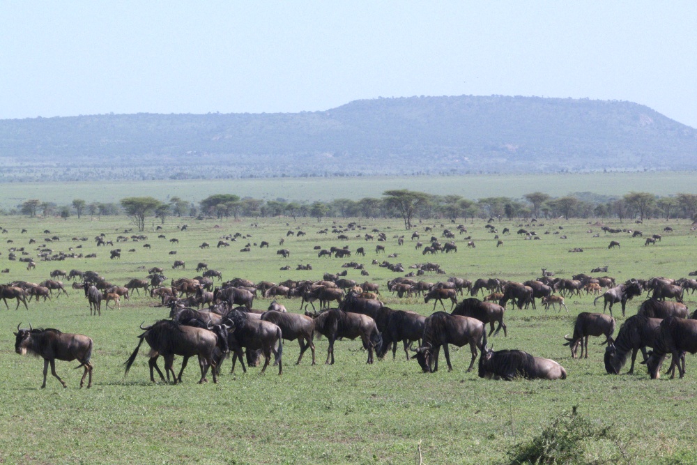 Gnumigration i södra Serengeti. I bakgrunden Oldoinyo Olobaye. (Moru Kopjes, södra Serengeti National Park, Tanzania)