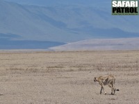 Gepard. (Ngorongorokratern, Tanzania)