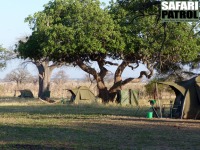 Mobil camp på special camp site Mlegea. (Tarangire National Park, Tanzania)