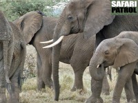 Elefanthjord. (Tarangire National Park, Tanzania)