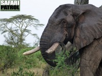 Elefant. (Serengeti National Park, Tanzania)