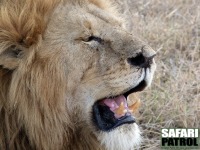 Porträtt av en lejonhane. (Ngorongorokratern, Tanzania)