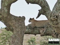 Leopard. (Seronera i centrala Serengeti National Park, Tanzania)