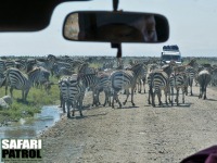 Zebror på huvudvägen. (Södra Serengeti National Park, Tanzania)