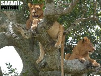 Lejon i korvträd. (Seronera i centrala Serengeti National Park, Tanzania)