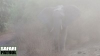 Elefant i damm. (Lake Manyara National Park, Tanzania)