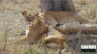 Lejon. (Serengeti National Park, Tanzania)