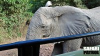 Elefant vid jeepen. (Lake Manyara National Park, Tanzania)