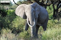 Elefant. (Lake Manyara National Park, Tanzania)