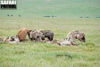 Hyenaklan. (Ngorongorokratern, Tanzania)