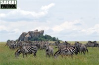 Zebror. (Moru Kopjes i södra Serengeti National Park, Tanzania)