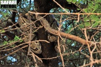 Klippyton i ett träd. (Tarangire National Park, Tanzania)