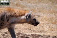 Fläckig hyena. (Ngorongorokratern, Tanzania)