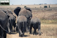 Elefanthjord. (Serengeti National Park, Tanzania)