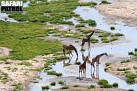 Giraffer i Tarangirefloden. (Tarangire National Park, Tanzania)